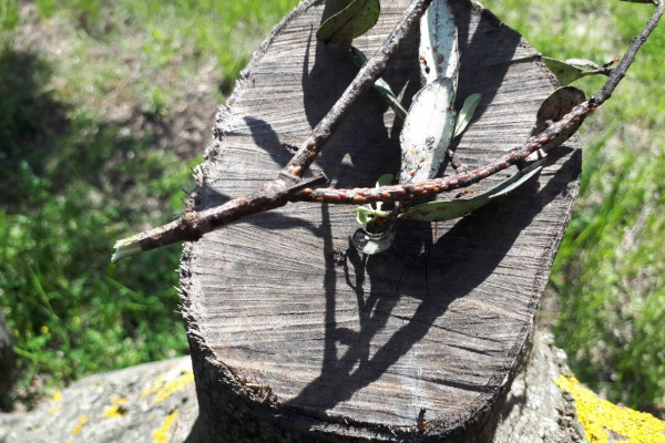 Preporuke za Zadarsku županiju