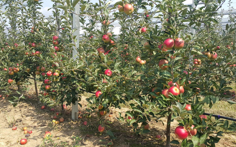 Preporuka za Zapadnohercegovačku županiju