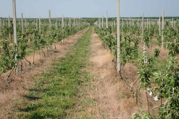 Suzbijanje korova u voćnjacima i vinogradima