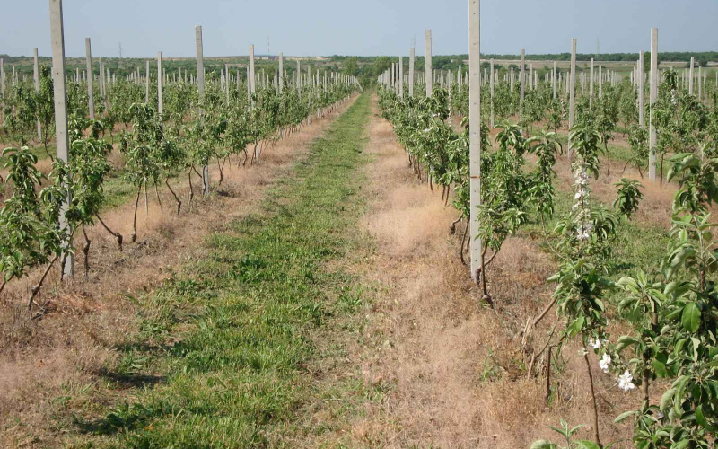 Suzbijanje korova u voćnjacima i vinogradima