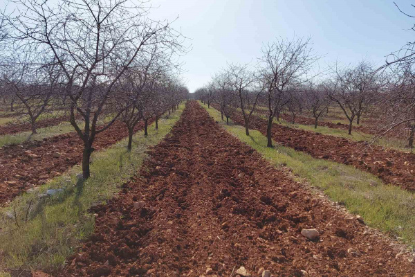 SUZBIJANJE KOROVA U VOĆNJACIMA I VINOGRADIMA
