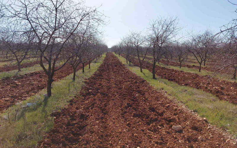 SUZBIJANJE KOROVA U VOĆNJACIMA I VINOGRADIMA
