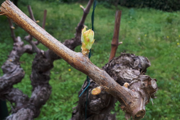 Zaštita vinograda