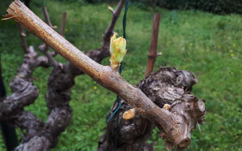 Zaštita vinograda