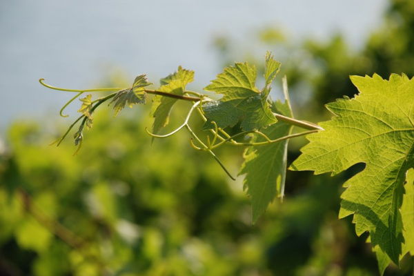 Preporuka vinogradarima HNŽ