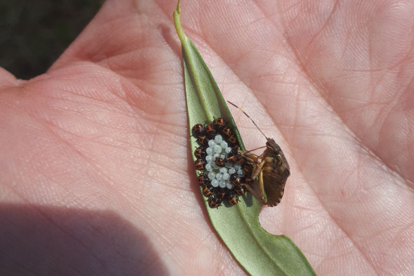 Stjenica Halyomorpha halys na maslini