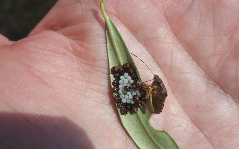 Stjenica Halyomorpha halys na maslini