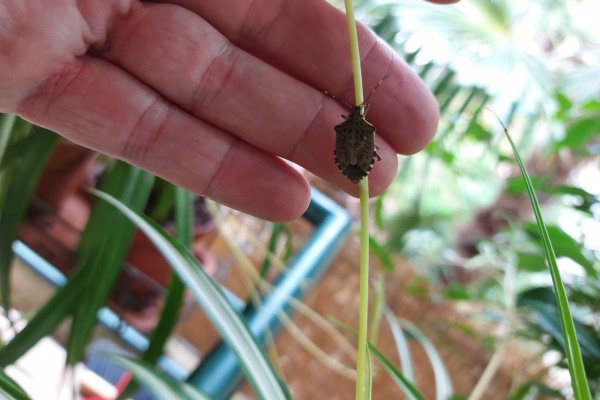 Pojava stjenice Halyomorpha halys
