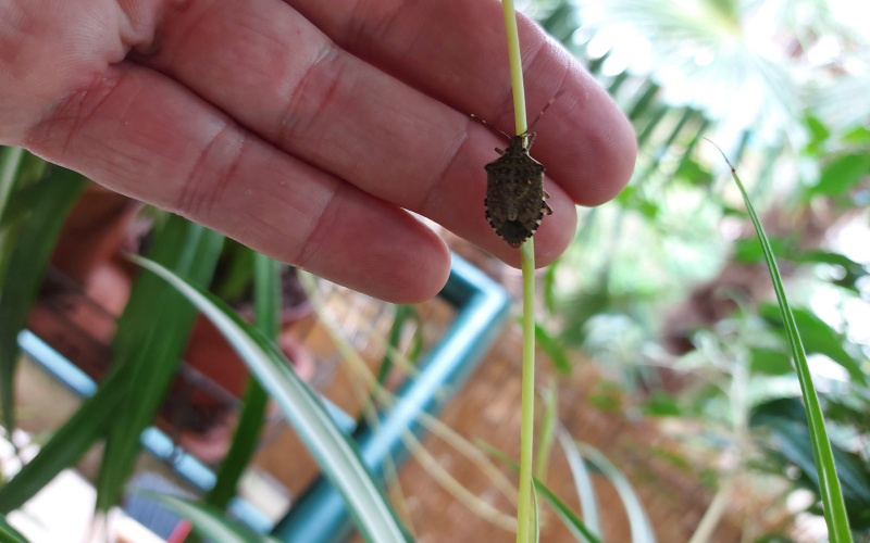 Pojava stjenice Halyomorpha halys