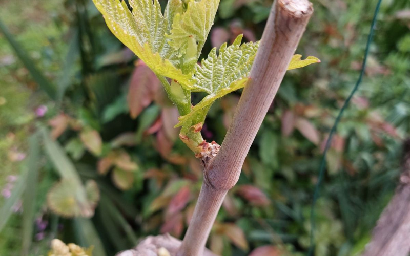 Zaštita vinograda