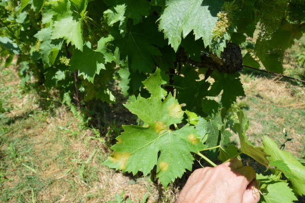 Zaštita vinograda od plamenjače