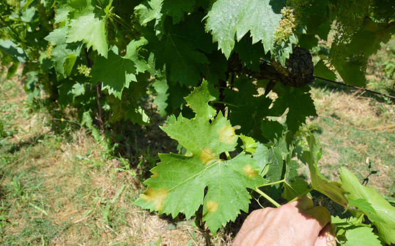 Zaštita vinograda od plamenjače