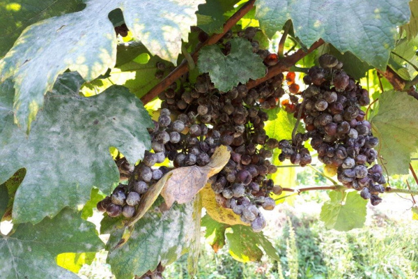 Zaštita vinograda od pepelnice