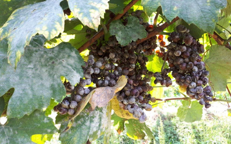 Zaštita vinograda od pepelnice