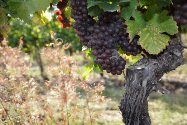 Zaštita vinograda od sive plijesni i grozdovih moljaca