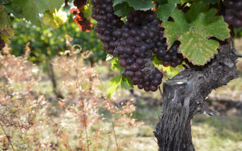 Zaštita vinograda od sive plijesni i grozdovih moljaca