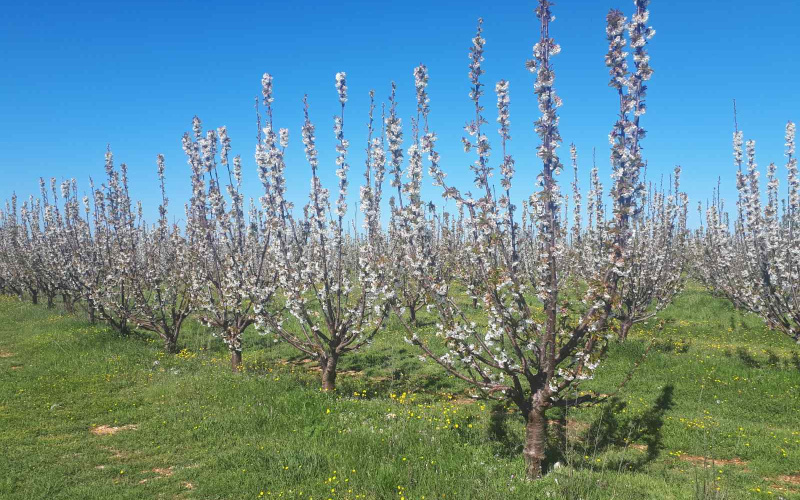 Zaštita trešnje i višnje maraske