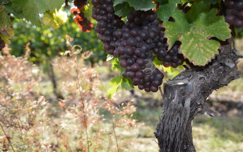 Zaštita vinograda