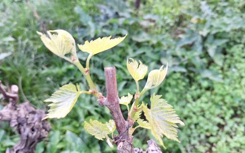 Zaštita vinograda
