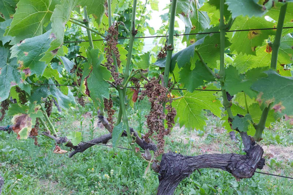 ZAŠTITA VINOGRADA OD PLAMENJAČE – Integrirana proizvodnja
