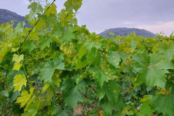 ZAŠTITA VINOGRADA OD PLAMENJAČE I PEPELNICE – Ekološka proizvodnja