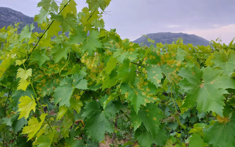 ZAŠTITA VINOGRADA OD PLAMENJAČE I PEPELNICE – Ekološka proizvodnja