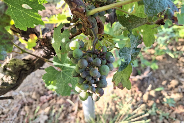Zaštita vinograda od plamenjače i pepelnice - integrirana proizvodnja