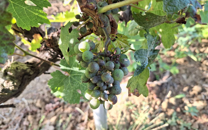 Zaštita vinograda od plamenjače i pepelnice - integrirana proizvodnja