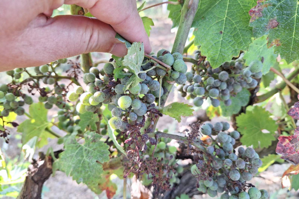 Zaštita vinograda od plamenjače i pepelnice - ekološka proizvodnja