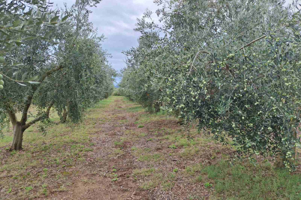 Zaštita i berba masline