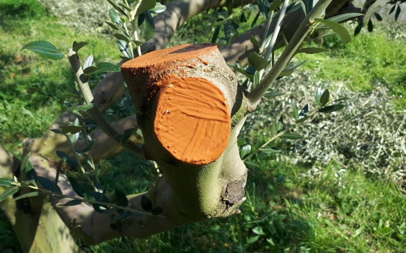 Rezidba maslina i zaštita rana