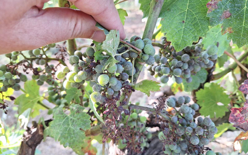 ZAŠTITA VINOGRADA OD PEPELNICE – Integrirana proizvodnja
