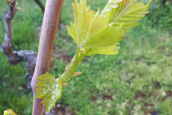 Zaštita vinograda