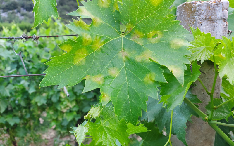 ZAŠTITA VINOGRADA OD PLAMENJAČE – Integrirana proizvodnja