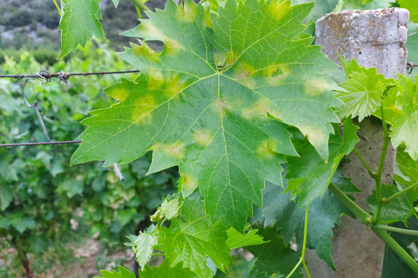 ZAŠTITA VINOGRADA OD PLAMENJAČE I PEPELNICE – Ekološka proizvodnja