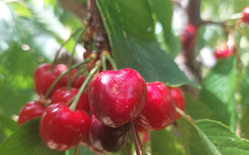 Zaštita trešnje od trešnjine muhe i octene mušice ploda